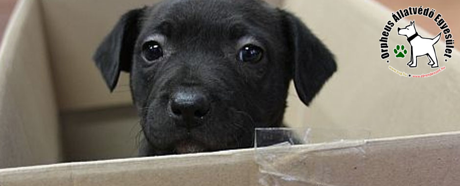 állatmenhely kutya, cica, adó 1 kutyusok, cica, állatmenhely, örökbefogadás, adóbevalláskor adó 1 felajánlás